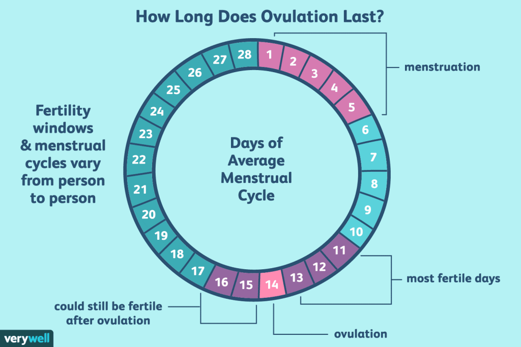 Know Your Cycle Your Options Medical